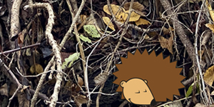 hibernation